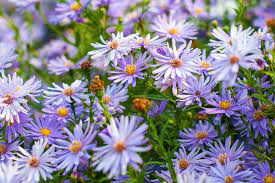 Aster 'Little Carlow' 2L
