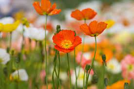 Papaver 'Garden Gnome' 9cm