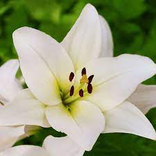 Lilium White Pixie 2L