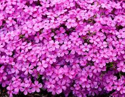 Phlox subulata GoldiPhlox Pink