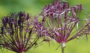 Allium 'Christophii' (15 Pack)