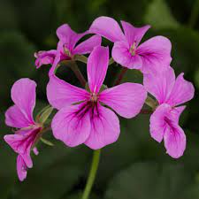 Geranium Trailing Mixed | Pelargonium peltatum Ivy Geranium in 10.5cm Pot
