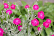 Rose Campion | Lychnis coronaria Atrosanguinea Group