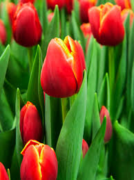 Tulip 'Verandi' (8 Pack)