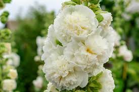 Alcea rosea 'White' 2 Litre