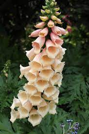 Digitalis purpurea 'Dalmatian Peach'