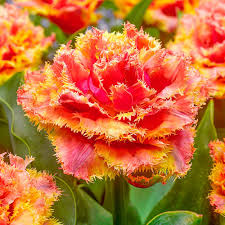 Tulip Brisbane 10-11 P/P