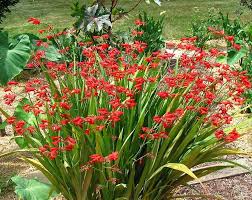 Crocosmia 'Emberglow'