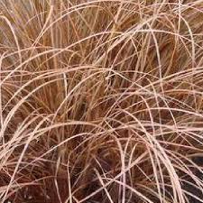 Carex 'Comans Bronco' - 2Ltr