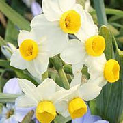 Daffodil 'Canaliculatus'
