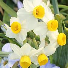 Daffodil 'Canaliculatus'