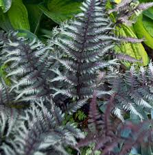 Athyrium n. 'Crested Surf' (2 Litre)