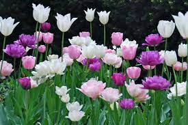 Tulip 'White Triumphator' (6 Pack)
