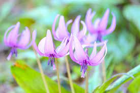 Erythronium 'Dens-Canis' (2 Pack)