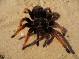 Mexican Pink Tarantula | Brachypelma klaasi (Med)