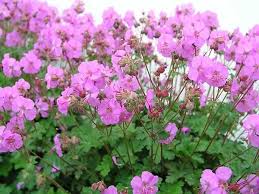 Geranium cantabri Karmina 2L