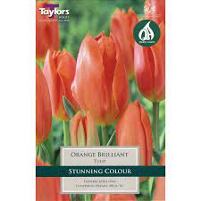Tulip 'Orange Brilliant' Bulbs (9 pack)