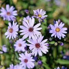 Aster 'Little Carlow' 2L