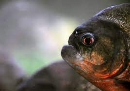 Red-Bellied Piranha | Pygocentrus nattereri