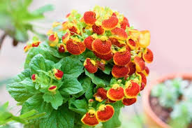 Calceolaria Red | Slipper Flowers