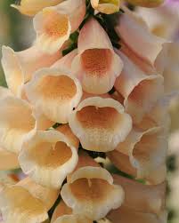Digitalis purpurea 'Dalmatian Peach'