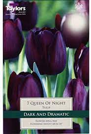 Tulip 'Queen of Night' Bulbs