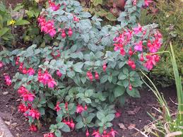 Fuchsia Mrs Popple