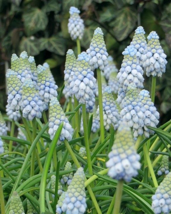 Muscari 'Valerie Finnis' | Grape Hyacinth (18 Pack)