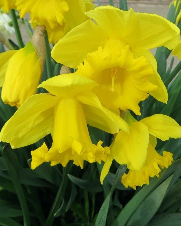 Daffodil Narcissus 'Mando' (3kg)