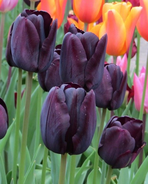 Tulip 'Paul Scherer' (10 Pack)
