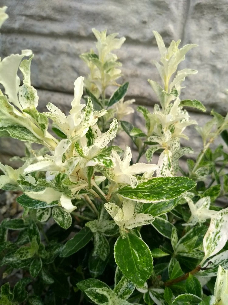 Euonymus japonicus 'Pierrolino'' 1.5 Litre