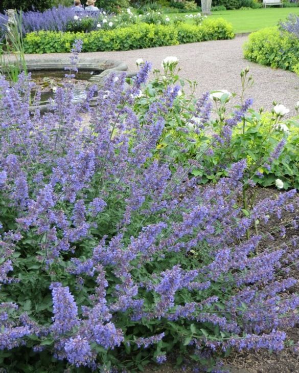 Nepeta Six HillS Giant | Catmint 2 LItre
