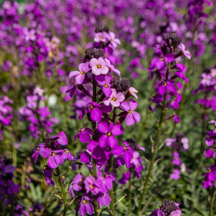 Erysimum 'Poem Lilac' - Wallfower 2 Litre