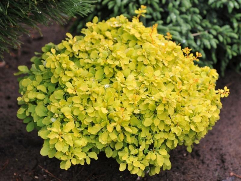 Berberis Mix Pot (2 Litre)