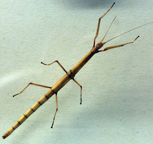 Indian stick insect (Carausius morosus); photo Anagoria, CC BY 3.0