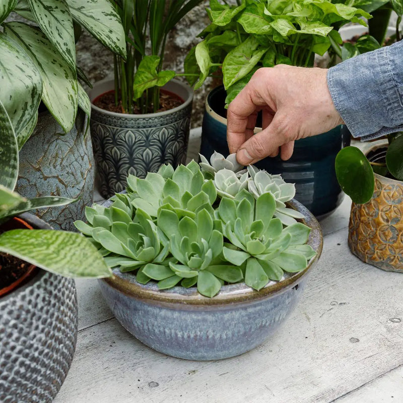 Westland Cacti & Succulent Feed Concentrate 200ml