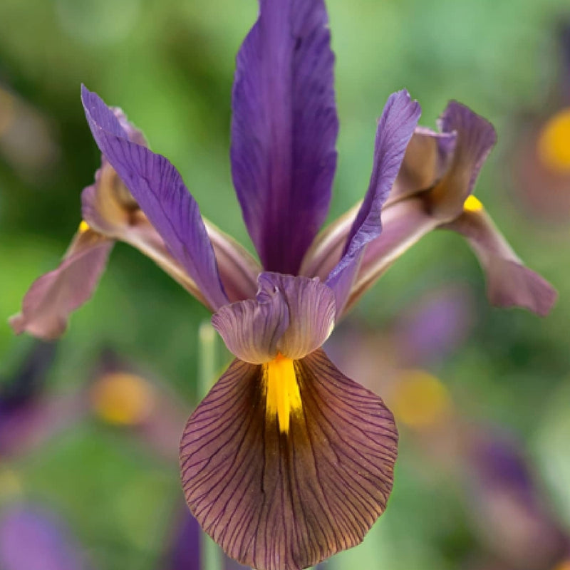 Iris hollandica 'Black Beauty' (12 Pack)