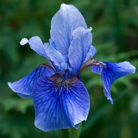Iris Sibirica 'Ego' (2 Litre)