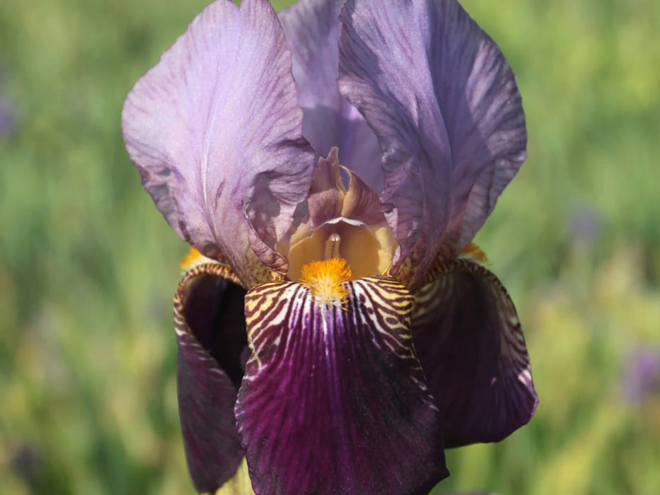 Iris germanica 'Alcazar' 2L