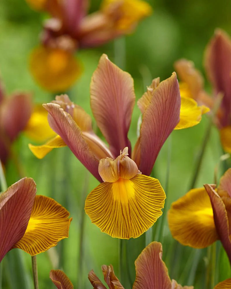 Iris Hollandica Lion King (9 Bulbs Per Pack)