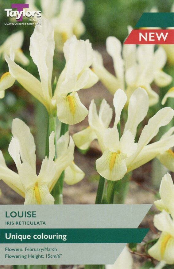 Iris 'Louise' Bulbs