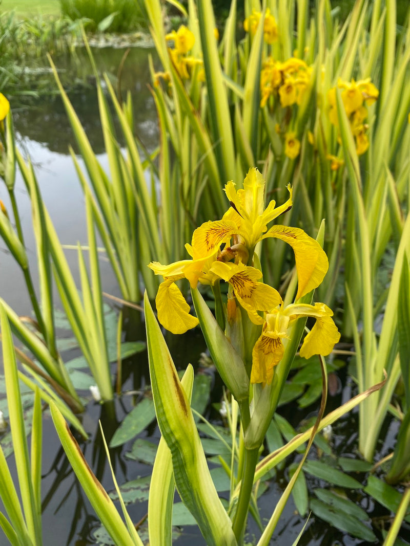 Iris Pseudacorus 'Variegata' (3 Litre)