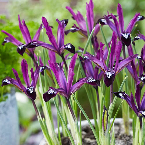 Iris reticulata 'Pauline' (12 Pack)