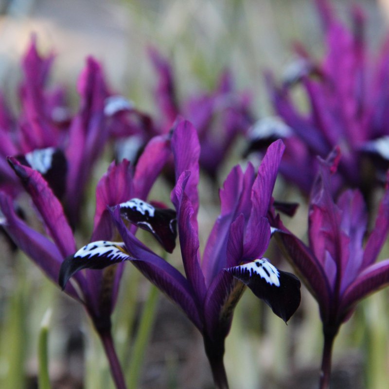 Iris reticulata 'Pauline' (12 Pack)