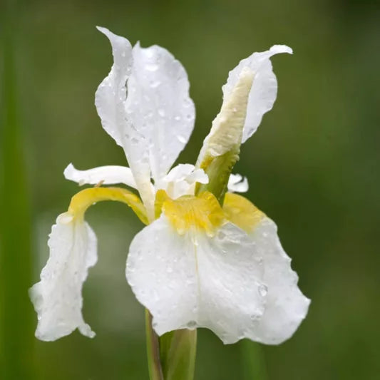 Iris sibirica ‘White Swirl’ with white flowers in a garden