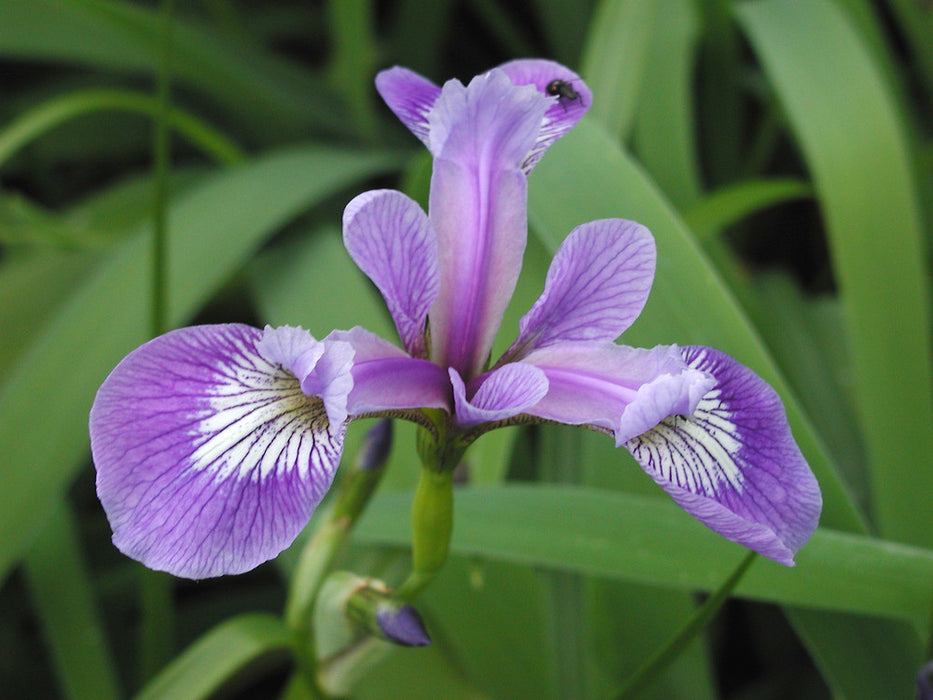 Iris versicolor P9