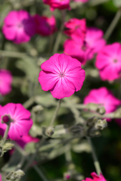 Rose Campion | Lychnis coronaria Atrosanguinea Group