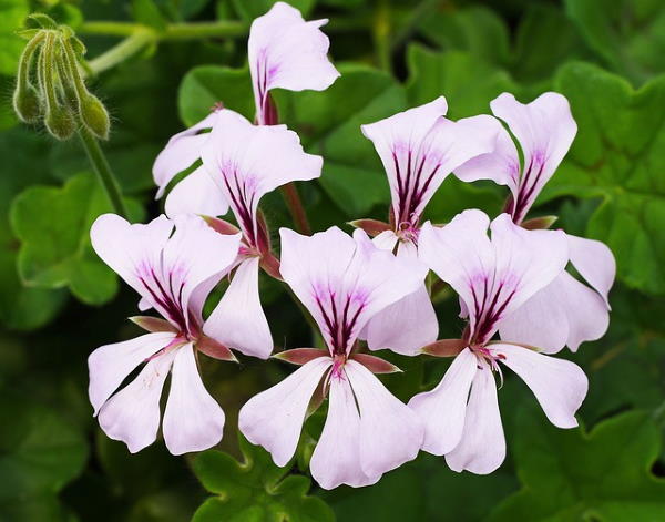 Geranium Trailing Mixed | Pelargonium peltatum Ivy Geranium in 10.5cm Pot