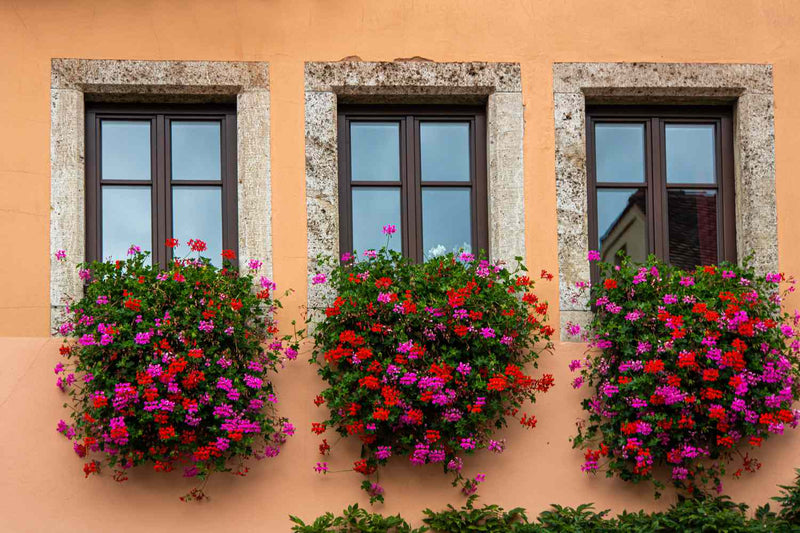 Geranium Trailing Mixed | Pelargonium peltatum Ivy Geranium in 10.5cm Pot