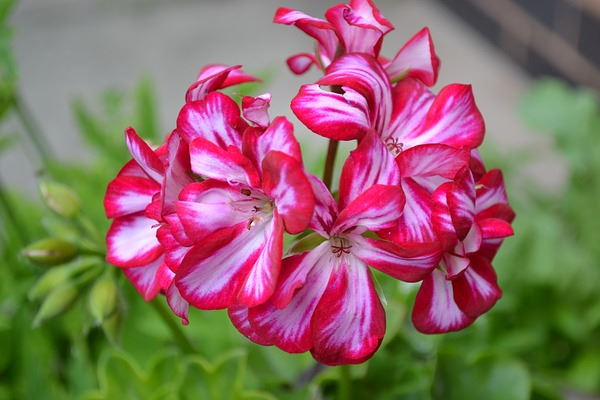 Geranium Trailing Mixed | Pelargonium peltatum Ivy Geranium in 10.5cm Pot
